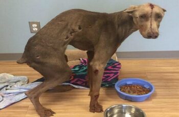 Hit by a Car While Eating Road K.i.l.l, Spencer Recovers and Waits for His Forever Home