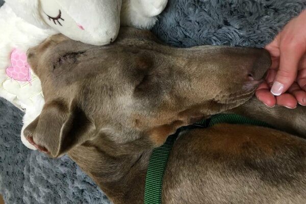 Hit by a Car While Eating Road K.i.l.l, Spencer Recovers and Waits for His Forever Home