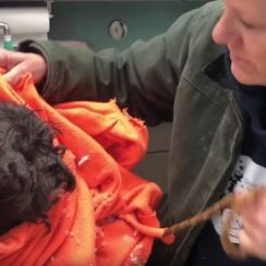 Homeless Dog Found So Matted He Was Nearly Frozen to the Ground