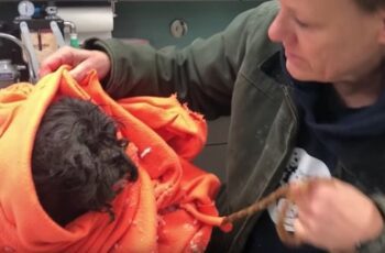 Homeless Dog Found So Matted He Was Nearly Frozen to the Ground