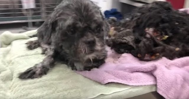 Homeless Dog Found So Matted He Was Nearly Frozen to the Ground