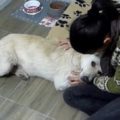 Homeless Dog Suffering From Cancer Only Wants To Be Hugged