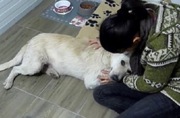 Homeless Dog Suffering From Cancer Only Wants To Be Hugged