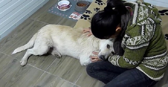 Homeless Dog Suffering From Cancer Only Wants To Be Hugged