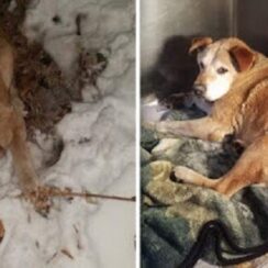 Injured Dog Survives Night Frozen to the Ground After Being Hit by Car