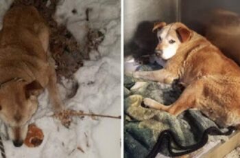 Injured Dog Survives Night Frozen to the Ground After Being Hit by Car