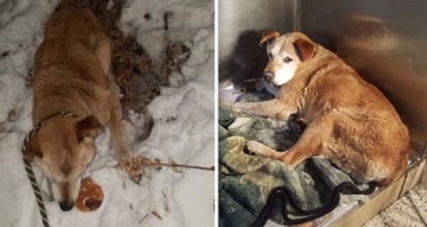 Injured Dog Survives Night Frozen to the Ground After Being Hit by Car