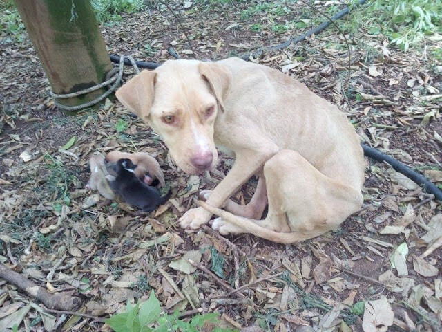 Mama Dog Found Tied Up In The Cold Forest Kept Her Newborn Puppies Alive While They Waited For Help