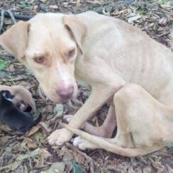 Mama Dog Found Tied Up In The Cold Forest Kept Her Newborn Puppies Alive While They Waited For Help