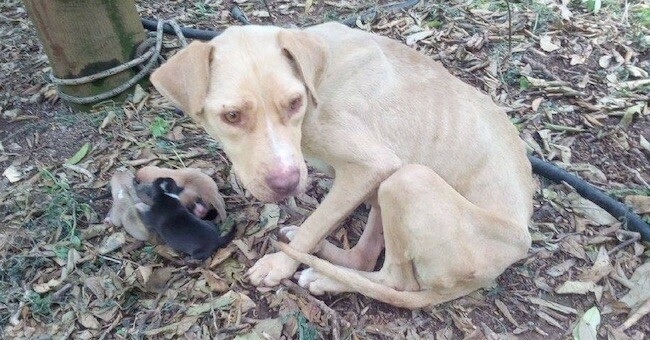 Mama Dog Found Tied Up In The Cold Forest Kept Her Newborn Puppies Alive While They Waited For Help