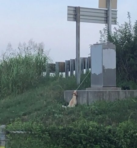 Man Saves Dog Hanging Near Highway Overpass By Electrical Cord
