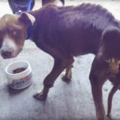 NegƖecƚ dog whose owner "forgot" to feed him in disbelief when rescuers give him food!