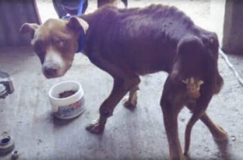 NegƖecƚ dog whose owner "forgot" to feed him in disbelief when rescuers give him food!