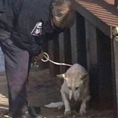 Officer Saves Freezing Dog Struggling To Survive, But That’s Not Even The Best Part Of The Rescue