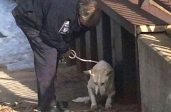 Officer Saves Freezing Dog Struggling To Survive, But That’s Not Even The Best Part Of The Rescue