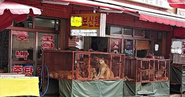 One Of The Largest Dog M.e.a.t Markets In South Korea Has Been Shut Down