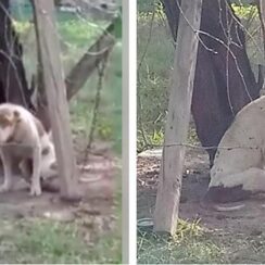 Paralyzed And Malnourished Dog Kept Chained To A Tree Is Finally Rescued