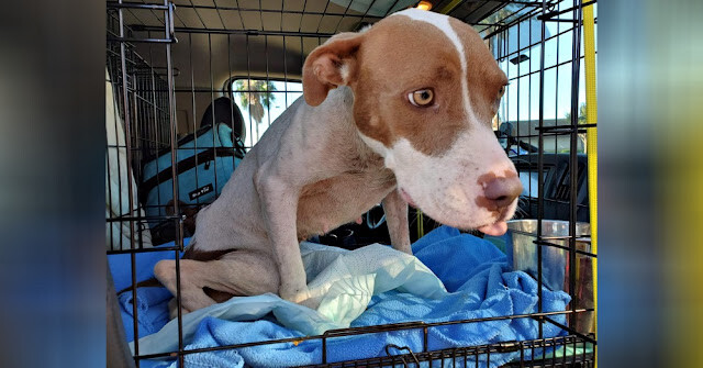Paralyzed And Malnourished Dog Kept Chained To A Tree Is Finally Rescued