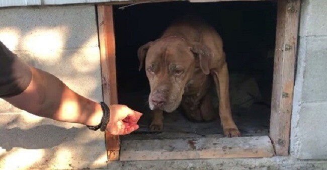 Paralyzed Dog Bravely Crawls Out from Under Abandoned Home into Rescuer’s Awaiting Arms
