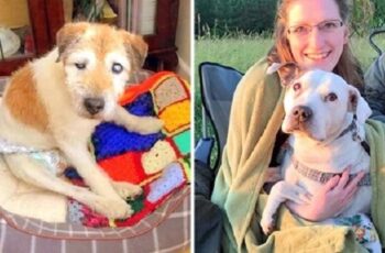 Retired Nurse Opens A Hospice For Ԁying Senior Dogs Who Are ԁumped Without Love