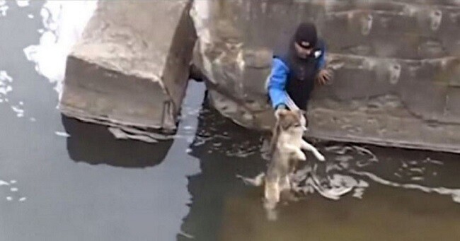 Scared Dog Trapped In River Shows His Gratitude To Rescuers