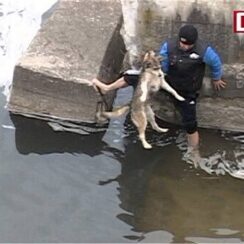 Scared Dog Trapped In River Shows His Gratitude To Rescuers