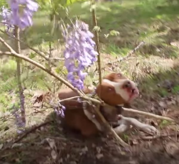 Starving Pit Bull Found Chained To Tree Becomes The Sweetest Dog