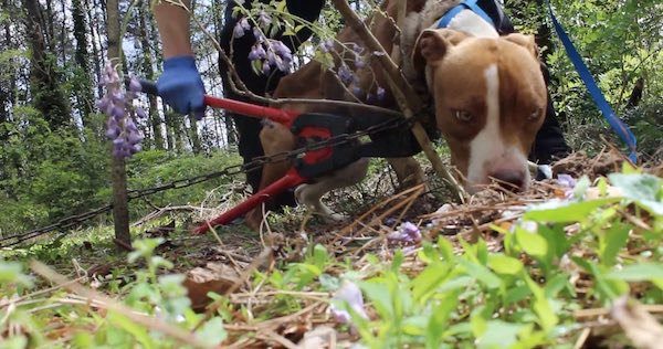 Starving Pit Bull Found Chained To Tree Becomes The Sweetest Dog