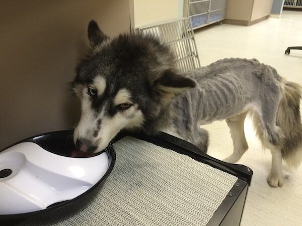Starving Siberian Husky Who Ate Rocks And Twigs To Survive Finds Forever Home