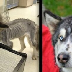 Starving Siberian Husky Who Ate Rocks And Twigs To Survive Finds Forever Home