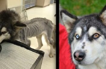 Starving Siberian Husky Who Ate Rocks And Twigs To Survive Finds Forever Home