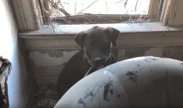 Stray Dog Peeks Out Of Window Of Derelict House She’s Made Her Home