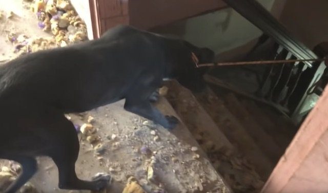 Stray Dog Peeks Out Of Window Of Derelict House She’s Made Her Home