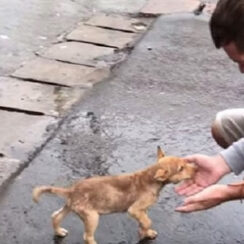 Stray Puppy Wags Her Tail At Every Passerby Trying To Get Someone To Notice Her