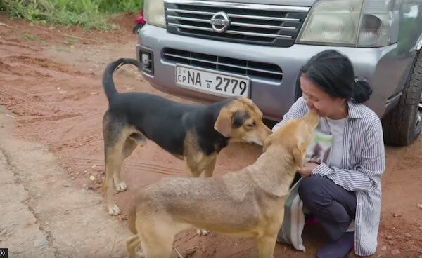 Stray Puppy Wags Her Tail At Every Passerby Trying To Get Someone To Notice Her