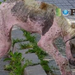 Street dog was found barely alive, makes miraculous recovery with love and care