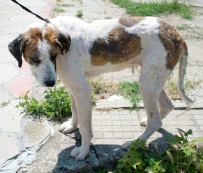 Street dog was found barely alive, makes miraculous recovery with love and care