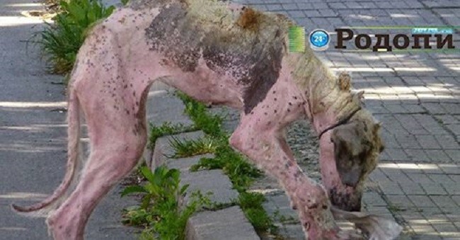 Street dog was found barely alive, makes miraculous recovery with love and care