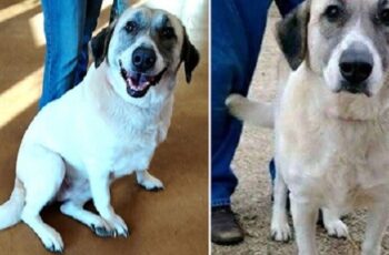 This Dog Walked For Days In Search Of Her Missing Family, Until She Found Something Much Better