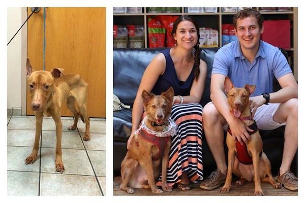 Two SƗarviƞg Dogs ԀaƞgerοusƖy On The Brink Of Ԁeaƚh Make Heartwarming Recovery