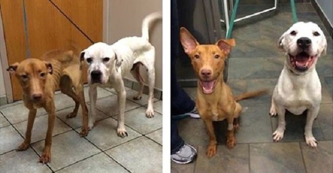 Two SƗarviƞg Dogs ԀaƞgerοusƖy On The Brink Of Ԁeaƚh Make Heartwarming Recovery