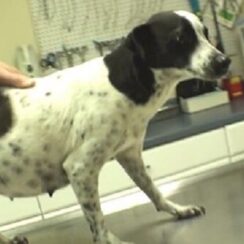 Veterinarian Rescues Homeless Pregnant Dog From Euthanasia And Saves 12 Lives