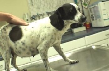 Veterinarian Rescues Homeless Pregnant Dog From Euthanasia And Saves 12 Lives