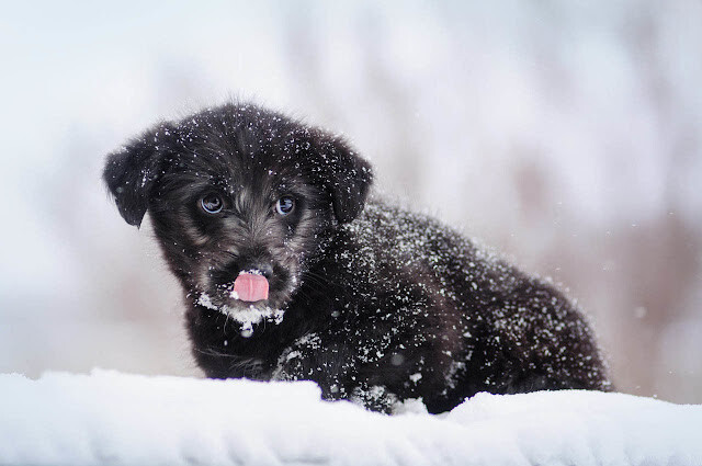 What to do if you see a dog left out in the cold