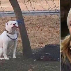 Woman Snaps Photo Of Dog Tied To Tree In Freezing Cold And Finds Owner's Note About Him