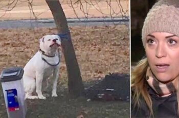 Woman Snaps Photo Of Dog Tied To Tree In Freezing Cold And Finds Owner's Note About Him
