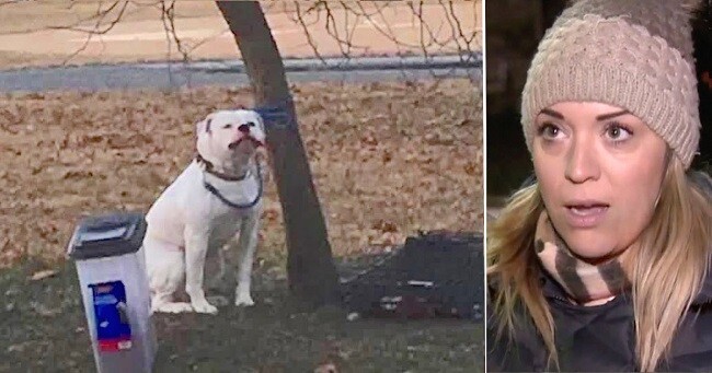 Woman Snaps Photo Of Dog Tied To Tree In Freezing Cold And Finds Owner's Note About Him