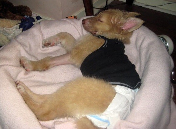 A.ban.doned puppy found in coma makes miraculous recovery thanks to loving support