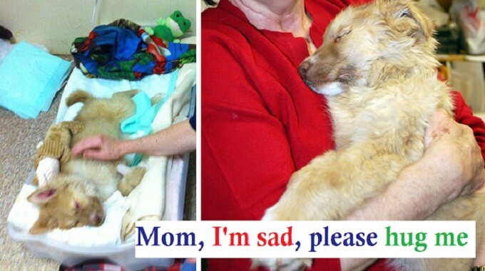 A.ban.doned puppy found in coma makes miraculous recovery thanks to loving support