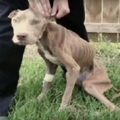 A Starving Pit Bull Was Scheduled To Be Euthanized, But A Cop Intervened Before It Was Too Late
